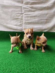 Tricolour Female Chihuahua 0810