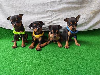 小鹿犬 Miniature Pinscher 0810