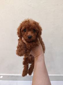 Red Choco Toy Poodle 0810