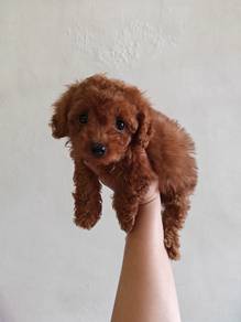 Red Choco Toy Poodle 0810