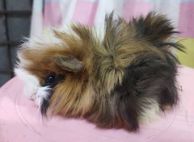 Guinea pig