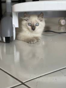 American Curl kitten