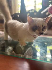 munchkin