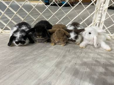 Holland lop rabbit