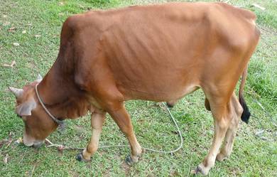 Lembu jantan cukup umur