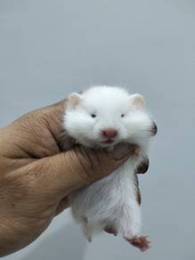 Syrian hamster betina