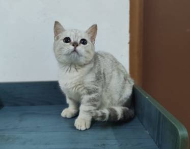 BSH Munchkin Silver kitten Male