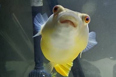 Fahaka and Humpback puffer fish