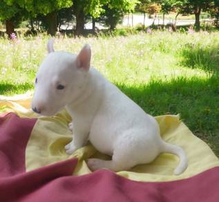 Bull Terrier 
