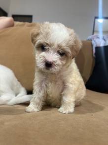 Maltipo (maltese poodle)