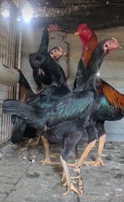 Ayam betina oshamo cross aseel 7bln lbh