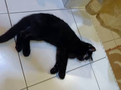 bsh mix kampung