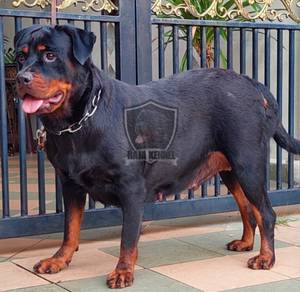 Rottweiler