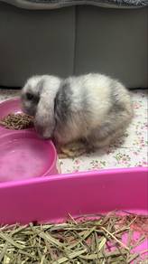 Holland lop arnab rabbit