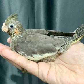 Burung Cockatiel Normal Handfeed Jinak Bird Parrot