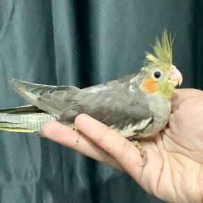 Burung Cockatiel Jinak Handfeed Normal