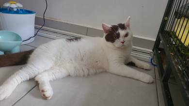 Bsh male