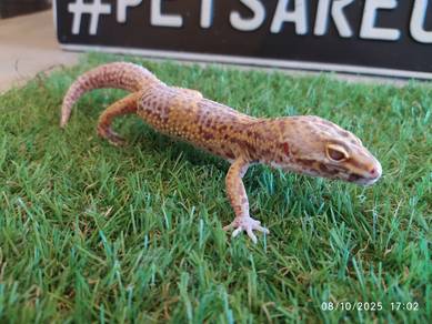 Leopard gecko 