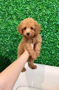 Brown Tiny Male Poodle Puppy PROMO