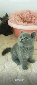 British shorthair 