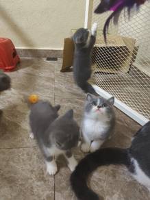 BRITISH SHORTHAIR Kittens - Pure Breed
