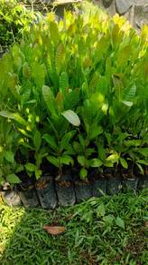 Pokok Gajus 