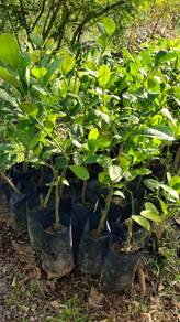 Pokok Lemon