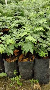 pokok Kari 