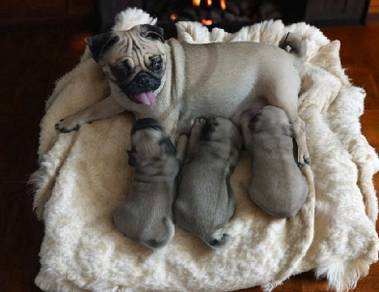 Pug