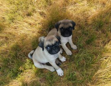 Pug