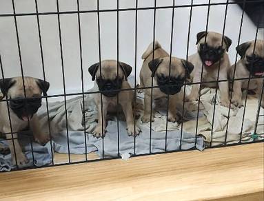 Pug
