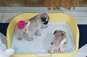 Pug