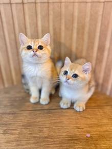 bsh british shorthair golden cat female male