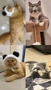 Cat BSH & Persian Mix
