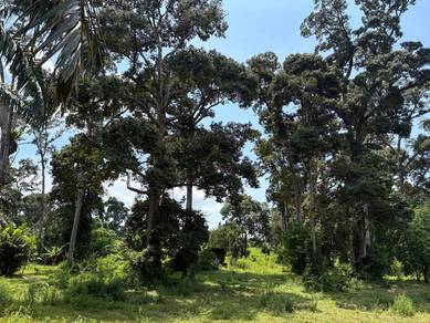 Dusun Durian Tepi Jalan Utama Perak Tengah Perak