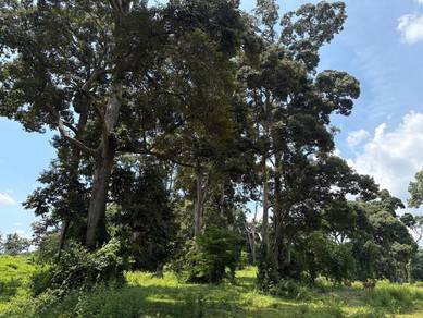 Dusun Durian Tepi Jalan Utama Perak Tengah Perak