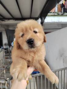 golden retriever puppy male female