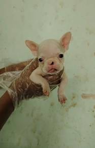 French bulldog