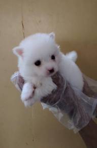Pomeranian