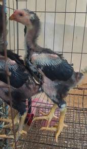 Anak ayam 2bulan o shamo cross aseel sepasang