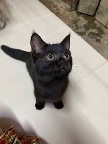 scottish straight black female
