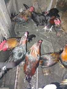 ayam kampong 