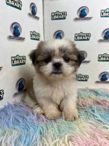 Shihtzu puppy