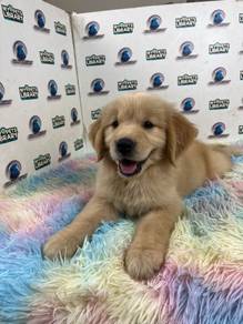 Golden retriever puppy