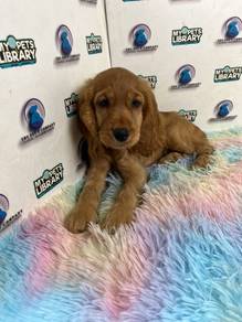 Cocker spaniel puppy