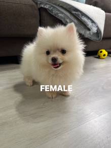 Pomeranian puppy