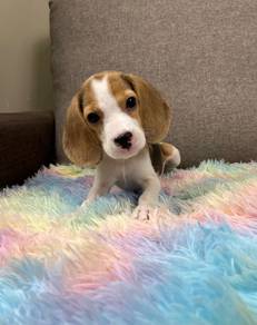 Beagle puppy