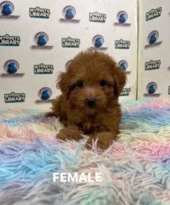 Toy poodle puppy
