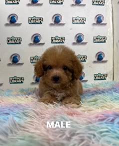 Toy poodle puppy