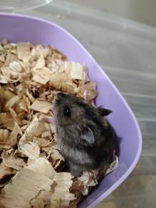 Hamster